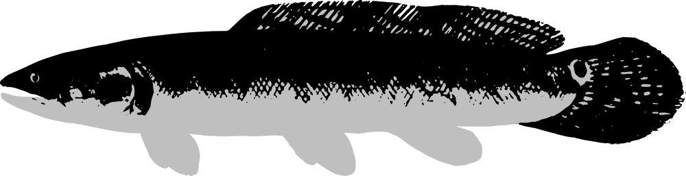 caviarstar-bowfin-black-3-med.jpg caviarstar-bowfin-black-3-med.jpg