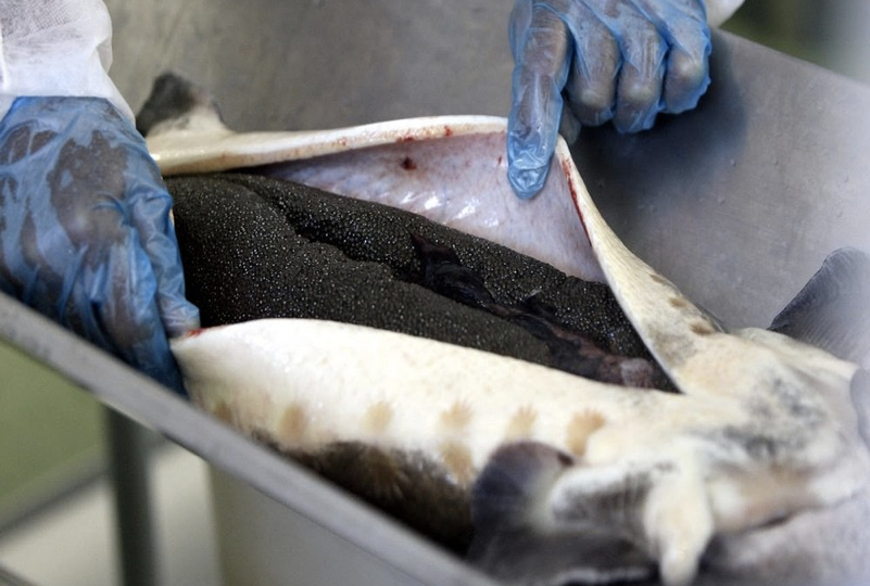 extracting roe from sturgeon