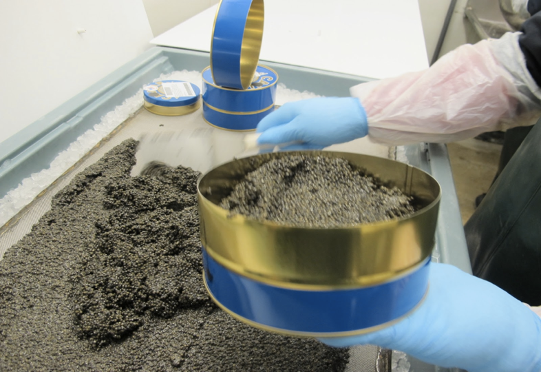 packing caviar into original tins